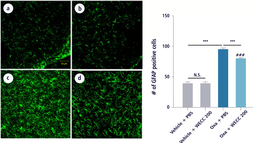 Graph of MF-018 Inhibition of activation of astrocytes in spinal cord