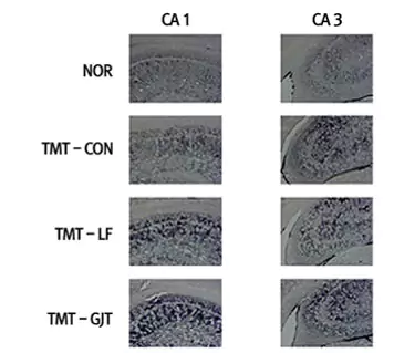 Myungmin PKC immunoreactive neuron activity measurements